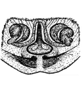 speciesimage