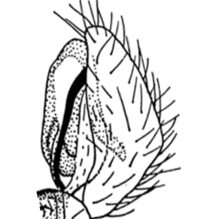 speciesimage