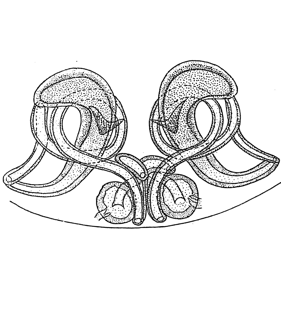 speciesimage