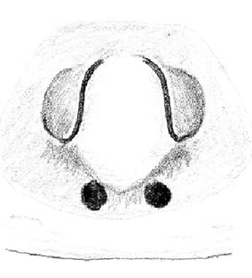 speciesimage