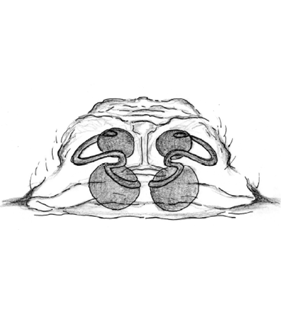 speciesimage