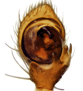speciesimage