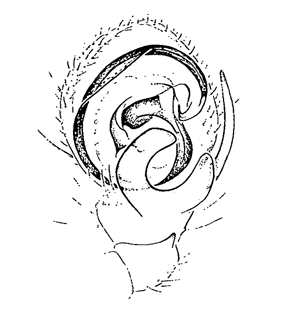 speciesimage