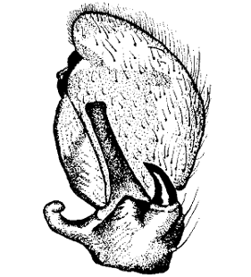 speciesimage