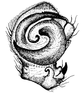 speciesimage