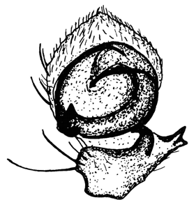 speciesimage