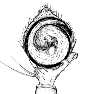 speciesimage