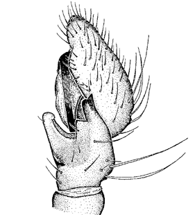 speciesimage