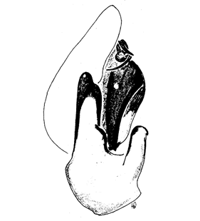 speciesimage