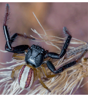 speciesimage