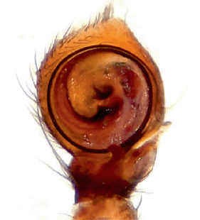 speciesimage