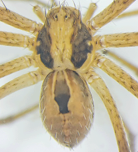 species