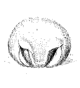 species