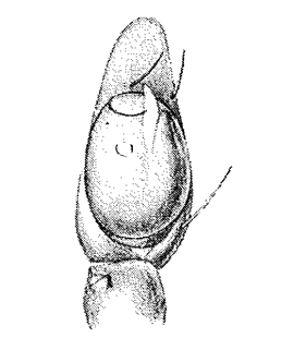 species