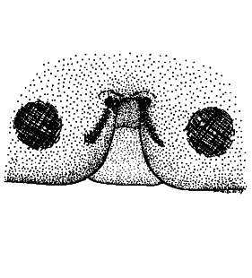 speciesimage