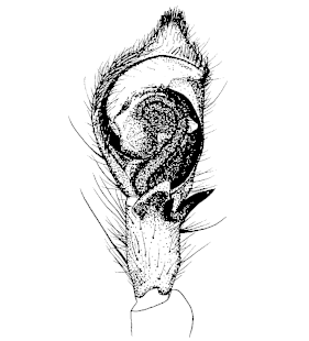 speciesimage