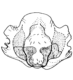 speciesimage