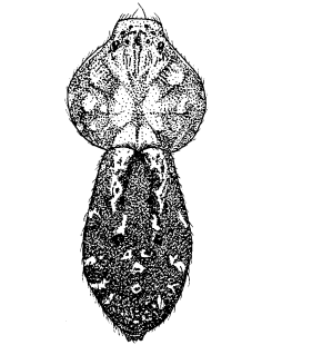 speciesimage