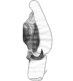 species