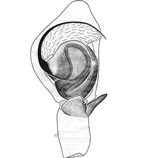 species