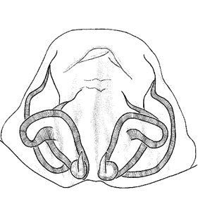 species