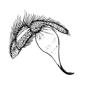 speciesimage