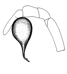 speciesimage