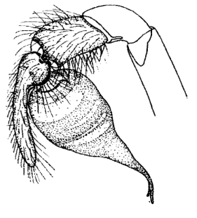 speciesimage