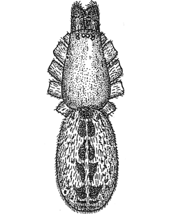 speciesimage