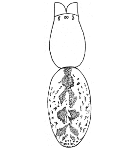 speciesimage