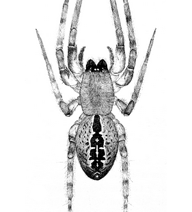 species