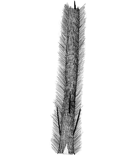 species