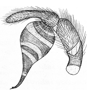 species