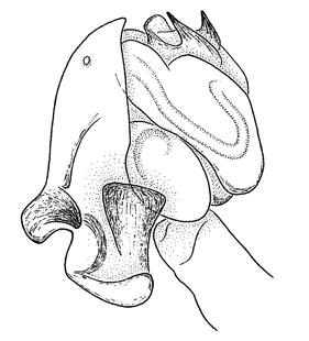 speciesimage