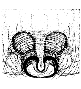 speciesimage