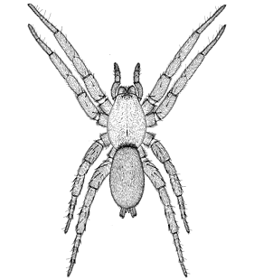 speciesimage