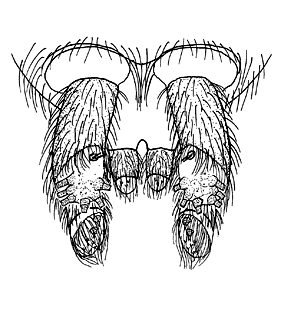 speciesimage