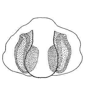 species