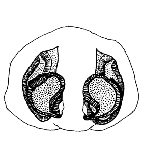 species