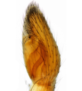 speciesimage