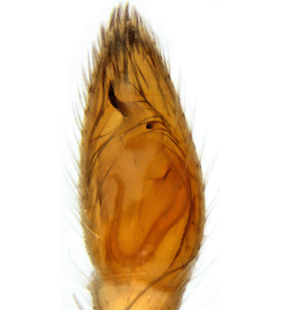 speciesimage
