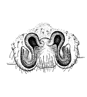 speciesimage