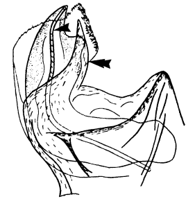 speciesimage