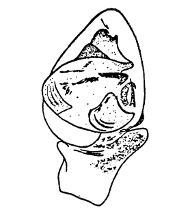speciesimage