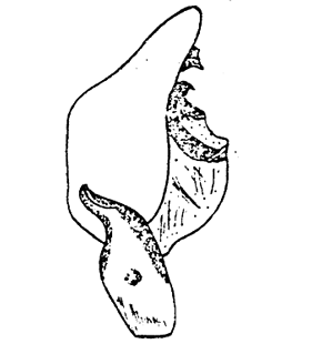 speciesimage