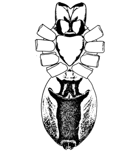 speciesimage