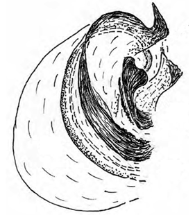 speciesimage