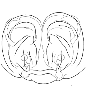 speciesimage