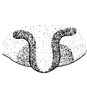 speciesimage