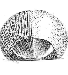 speciesimage